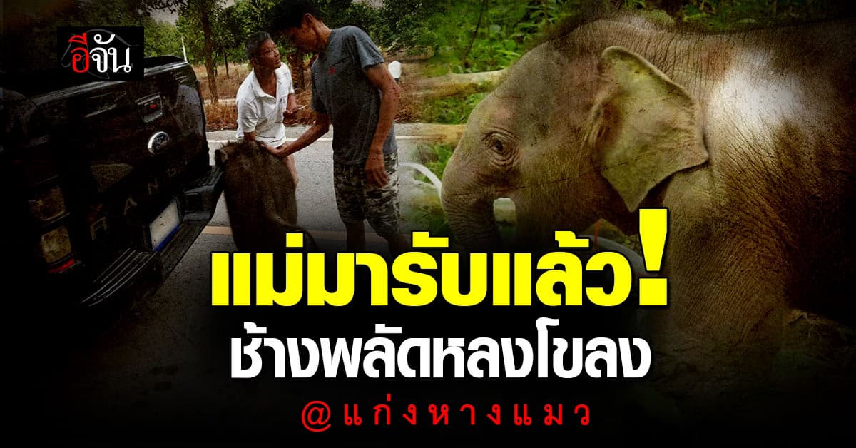 แม่มารับแล้ว! ลูกช้างป่าพลัดหลงโขลง ที่ แก่งหางแมว จ.จันทบุรี 