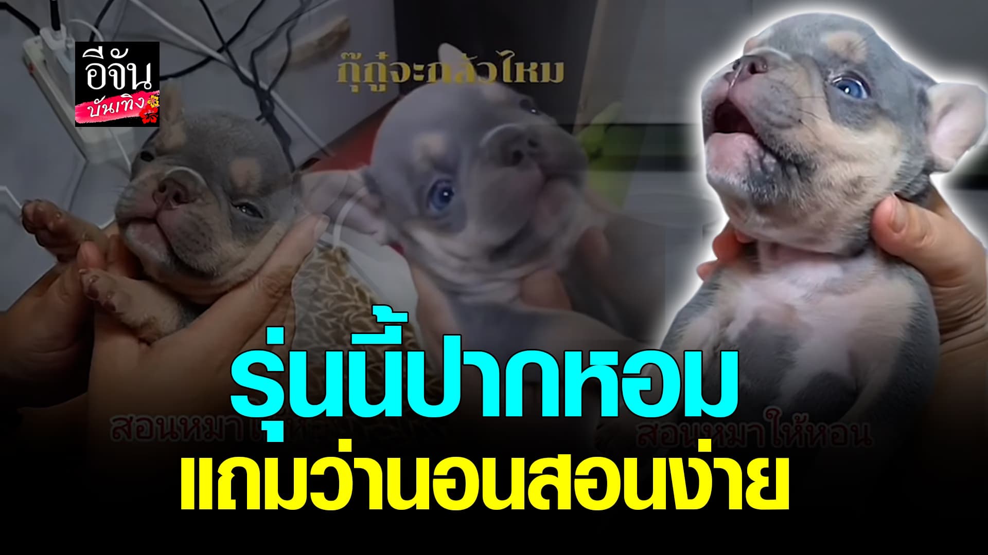 🎬คลิปบันเทิง : ปลื้มใจ! สอนหมาเด็กหอน ว่านอนสอนง่าย ต่อไปหอนทั้งคืนแน่นอน