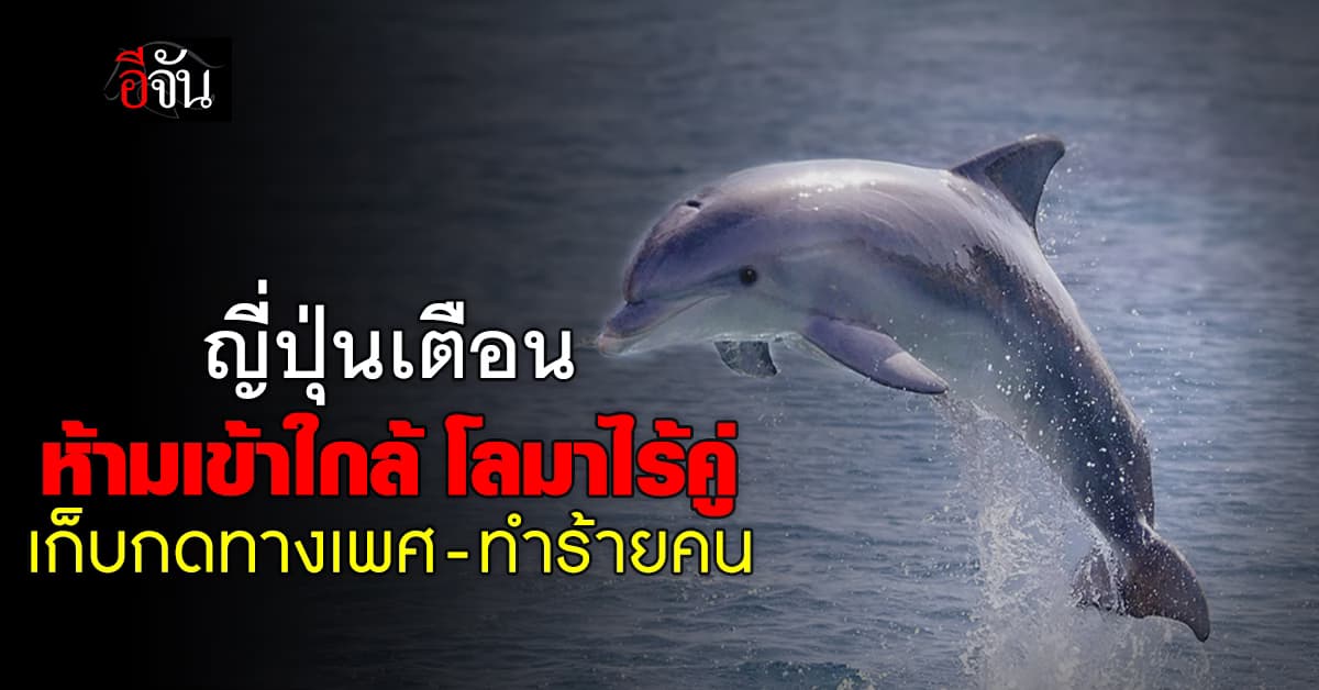 ญี่ปุ่นเตือน ห้ามเข้าใกล้ โลมาไร้คู่ เก็บกดทางเพศ-ทำร้ายคน