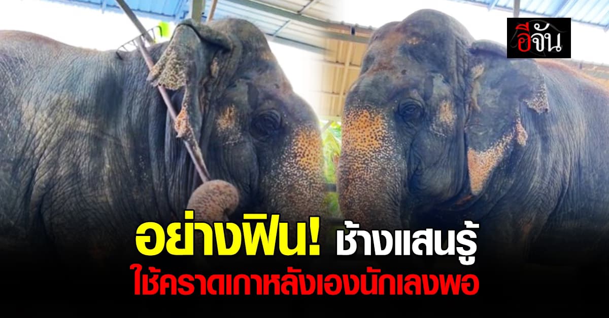 รุ่นนี้ไม่ง้อควาญ! “คุณยายบัวลอย” ช้างชราใช้คราดเกาหลังเอง 
