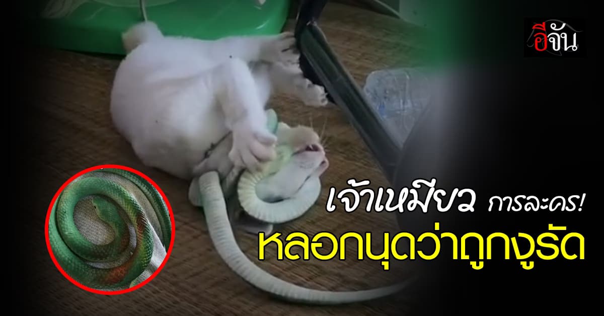 ขบวนทัวร์เบรคเอี๊ยดดด เจ้าเหมียวการละคร หลอกนุดว่าถูกงูรัด 