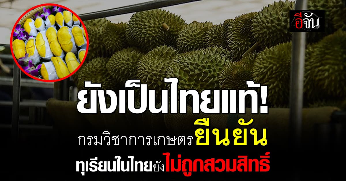 ยังวางใจได้! กรมวิชาการเกษตร ยัน ไม่พบ ทุเรียนต่างด้าว ลักลอบนำเข้าไทย
