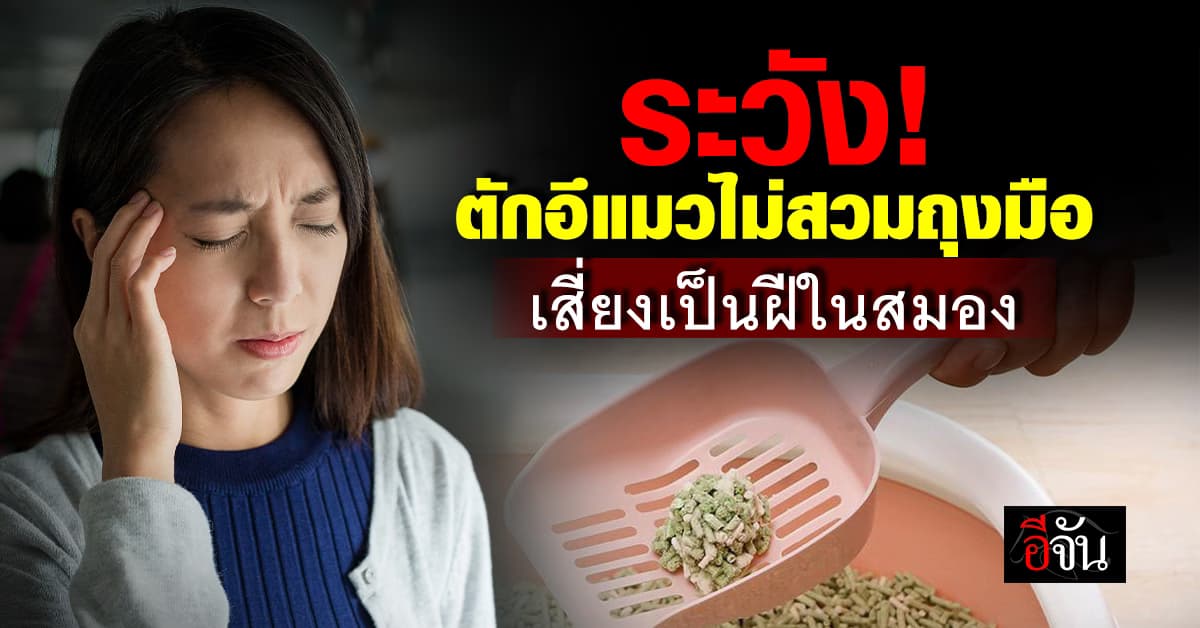 ระวัง! ตักอึแมวไม่สวมถุงมือ เสี่ยงเป็นฝีในสมอง