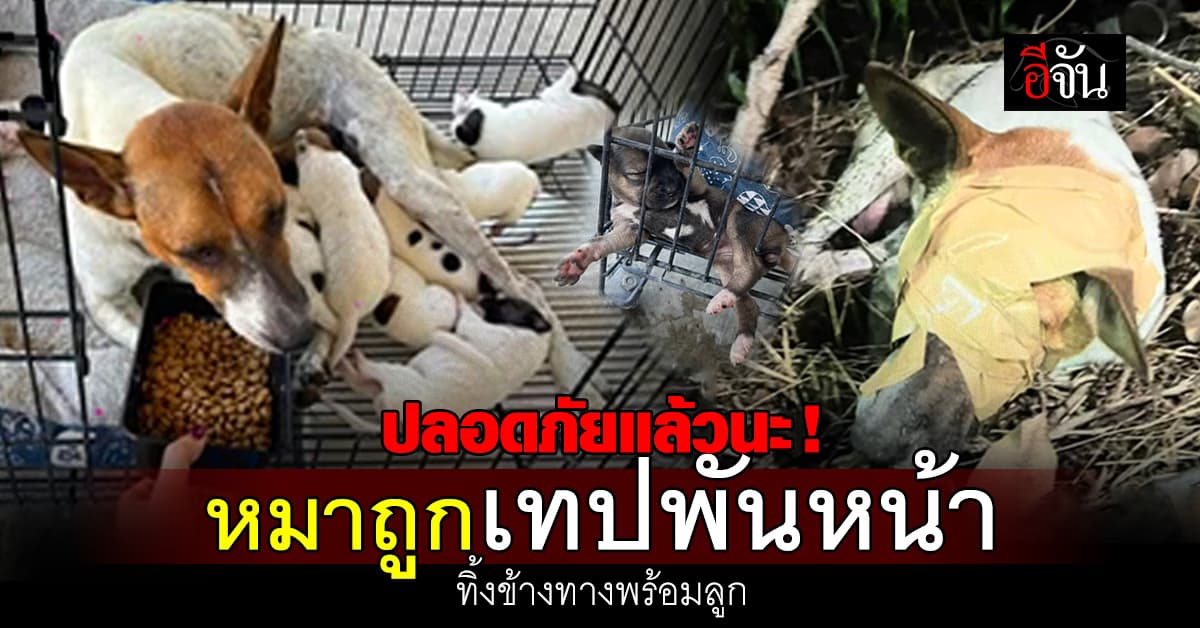 ปลอดภัยแล้วนะ! หมาถูกคนใจร้ายใช้เทปกาวพันหน้า ทิ้งข้างทางพร้อมลูก 