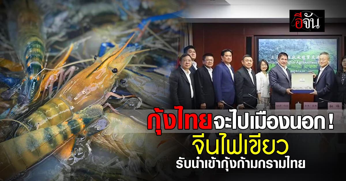 จีนไฟเขียว เปิดรับกุ้งไทย ให้ขายในประเทศได้ กรมประมง เชื่อ ขยายตลาดได้อีก