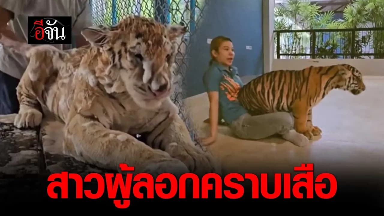 🎬 เปิดใจ ฝ้าย กับภารกิจลอกคราบเสือโหด ให้กลายเป็นแมวเหมียวขี้อ้อน