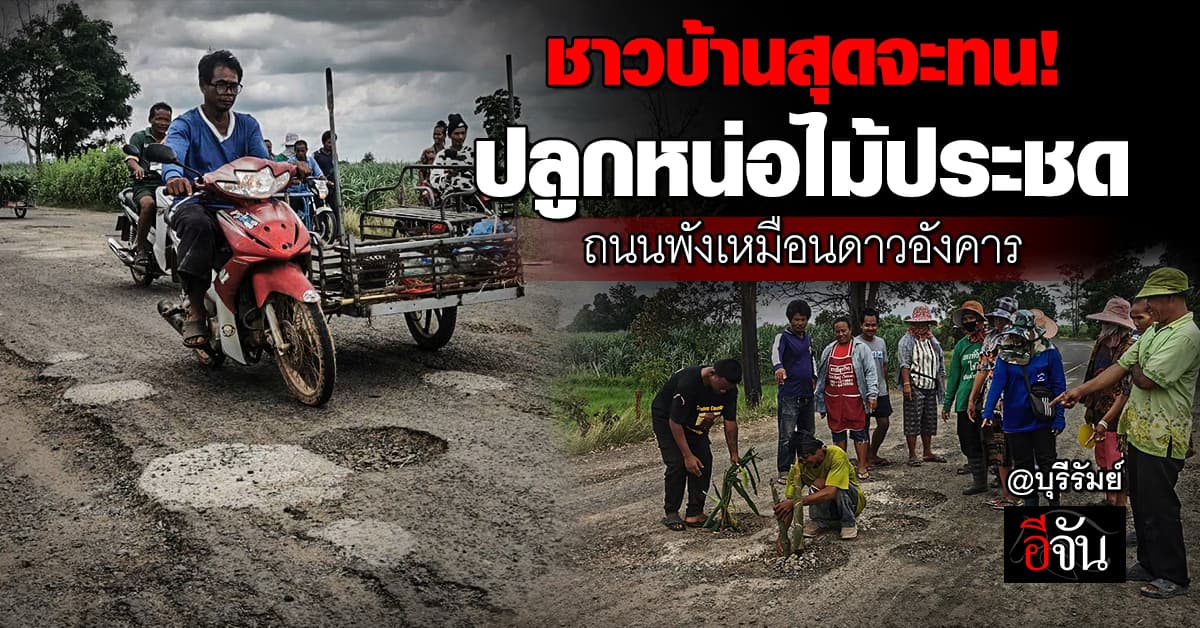 ชาวบ้าน บุรีรัมย์ ทนไม่ไหว ปลูกหน่อไม้ประชด กลางถนน หลังชำรุดมานานหลายปี