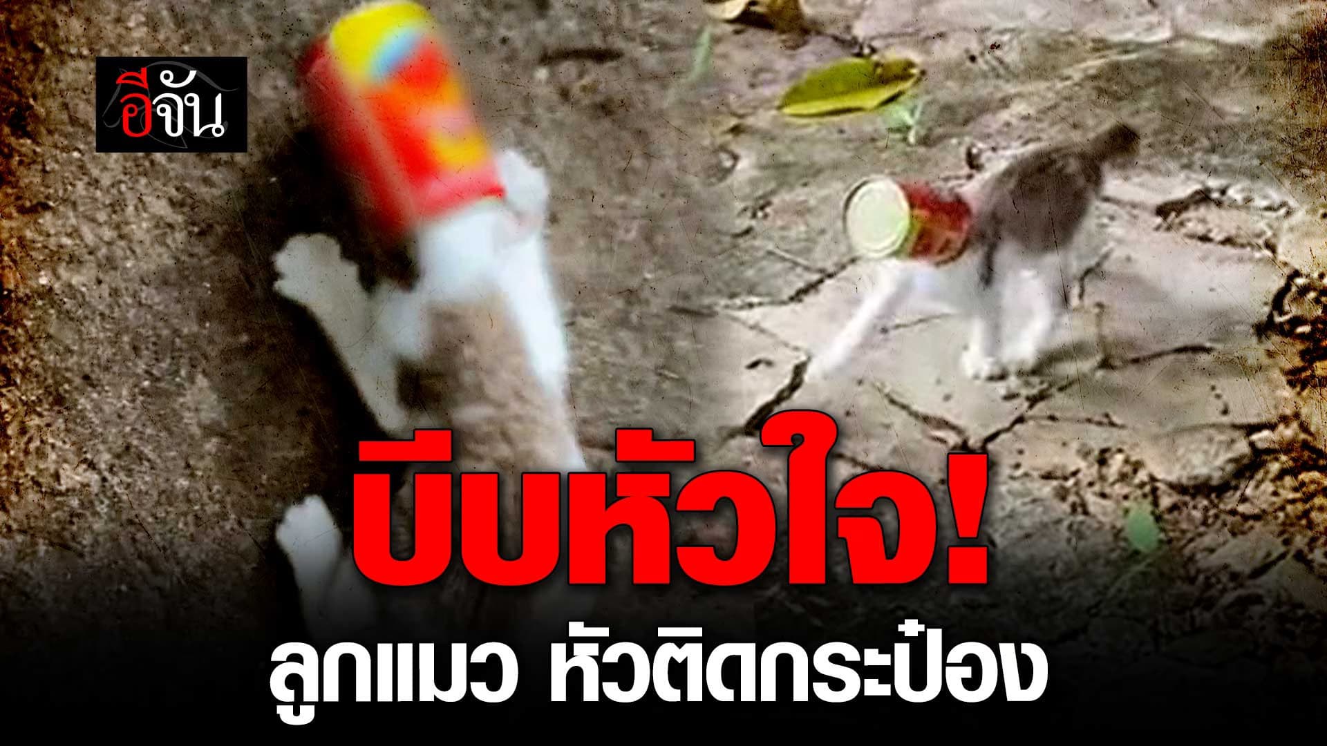 🎬 บีบหัวใจ! ลูกแมว หัวติดกระป๋อง