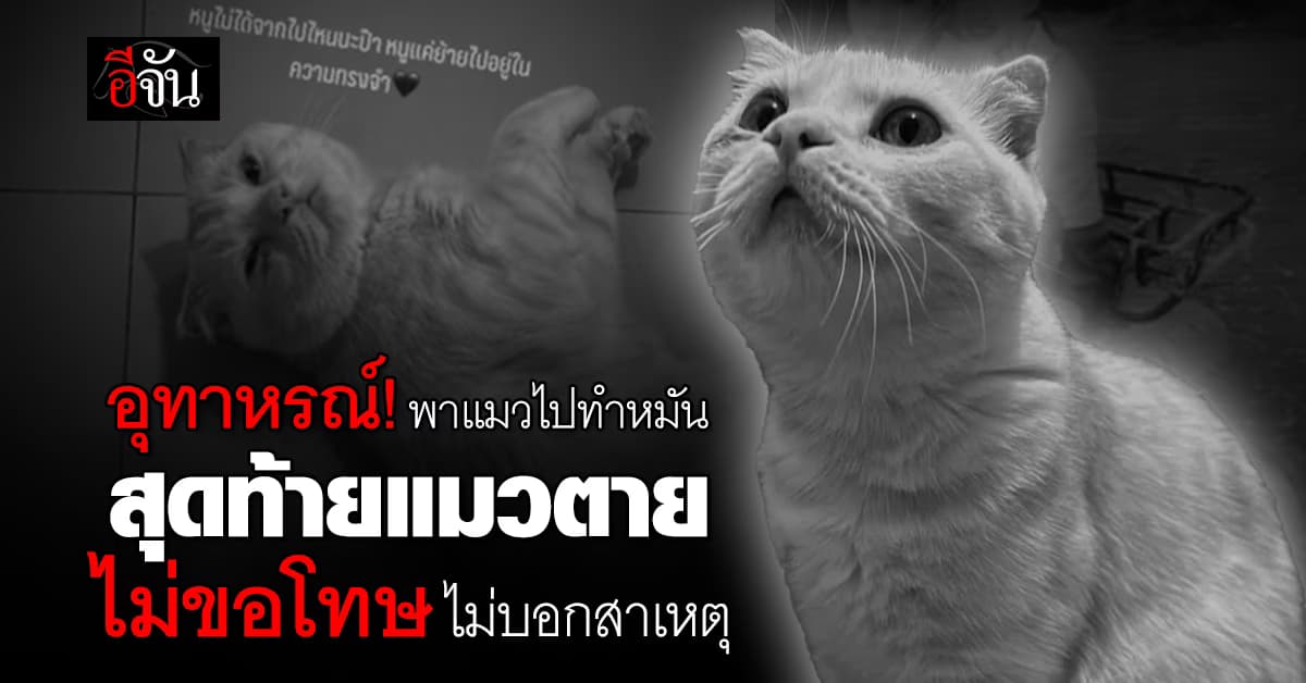 อุทาหรณ์! หนุ่มพาแมวไปทำหมัน สุดท้ายแมวตาย ไม่ขอโทษ ไม่บอกสาเหตุ 