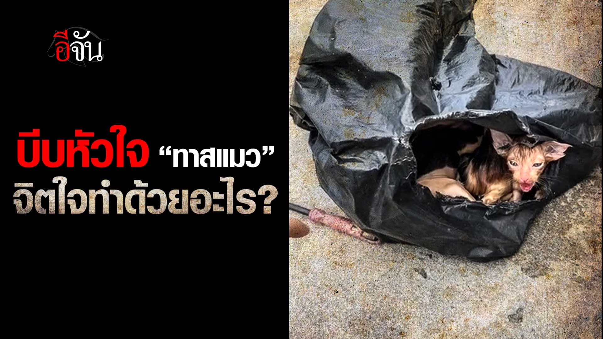 🎬 บีบหัวใจ “ทาสแมว” จิตใจทำด้วยอะไร?