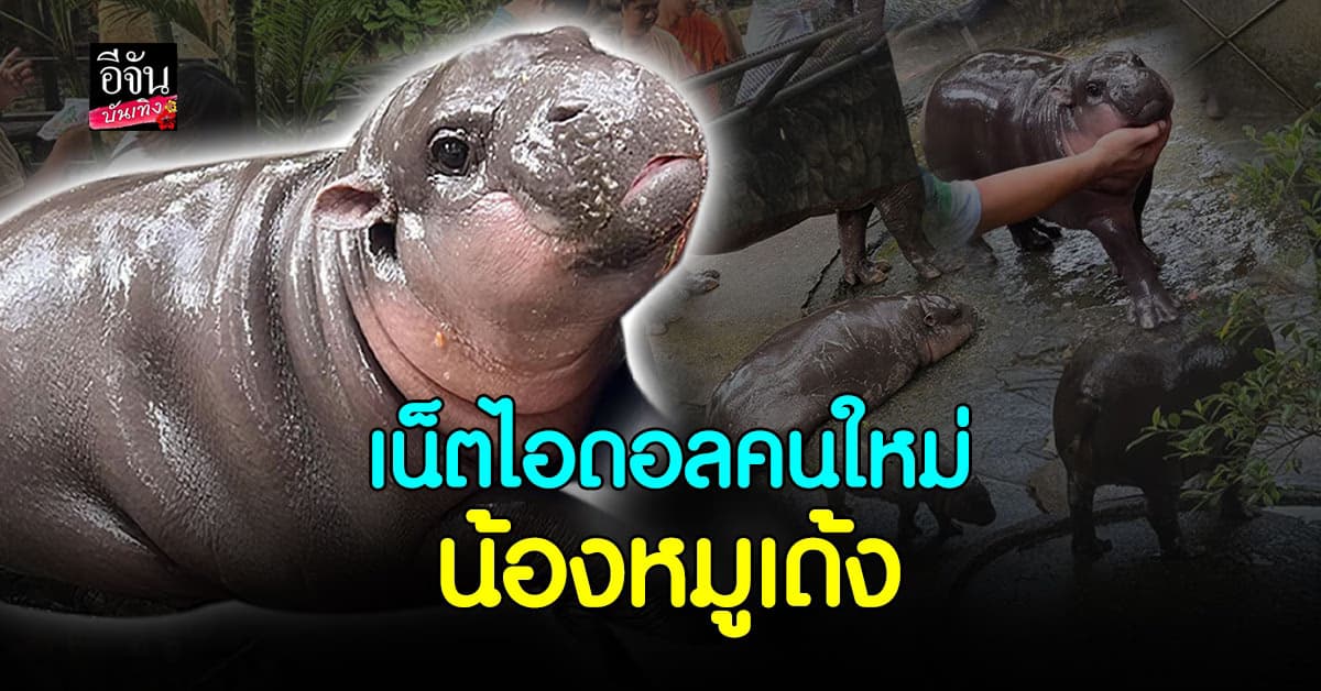 เน็ตไอดอลคนใหม่ น้องหมูเด้ง ดาราจากบ้านเขาเขียว