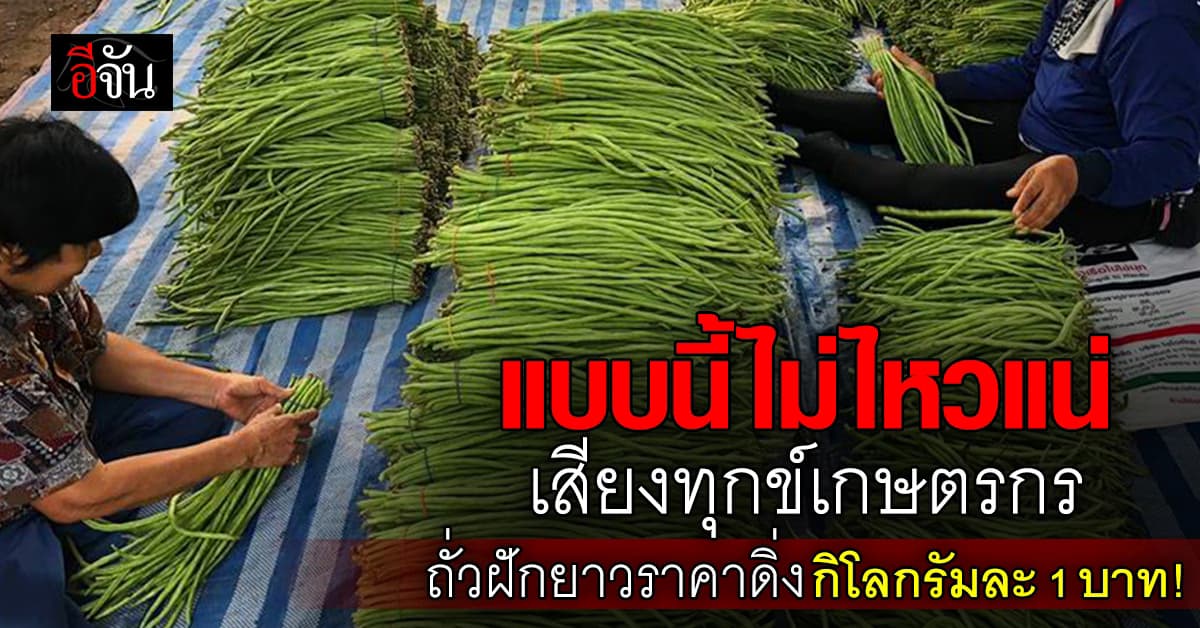 เกษตรกรเป็นทุกข์ ถั่วฝักยาวราคาดิ่ง ต่ำสุดกิโลกรัมละ 1 บาท
