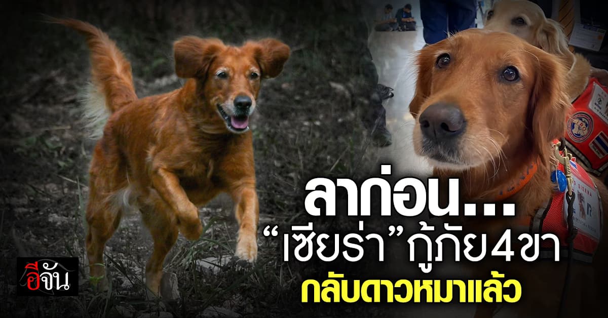 แฟนๆ เศร้า! “เจ้าเซียร่า” ฮีโร่กู้ภัย 4 ขา กลับดาวหมาแล้ว