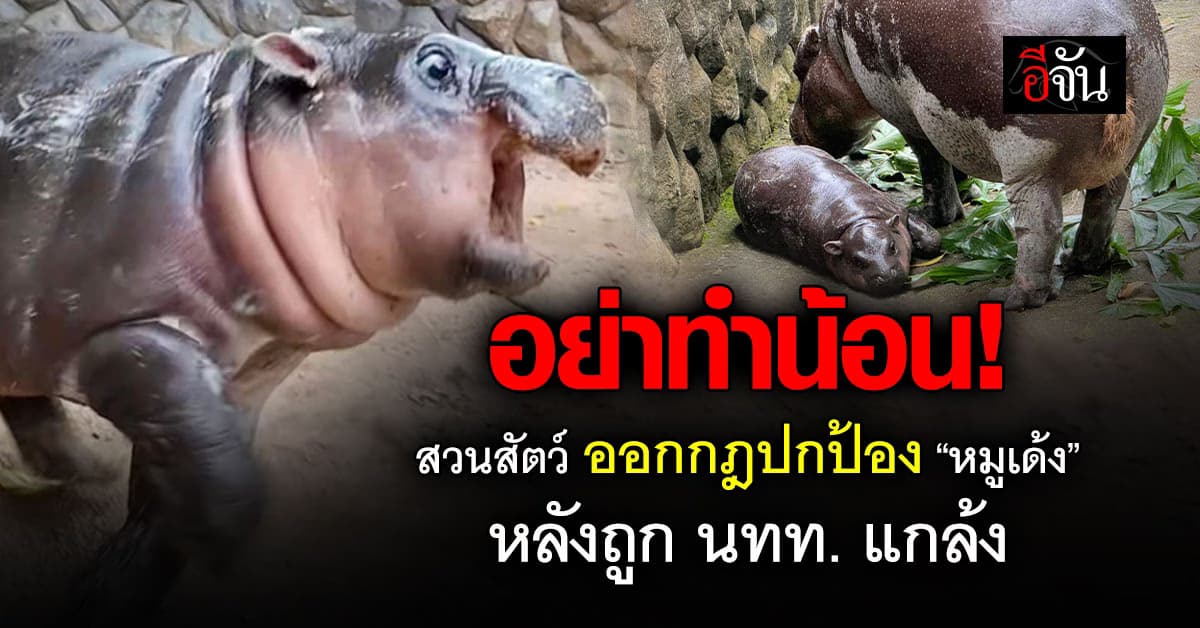 ผอ.สวนสัตว์เปิดเขาเขียว ออกกฎเหล็กปกป้อง “หมูเด้ง” หลังถูก นทท. แกล้ง 