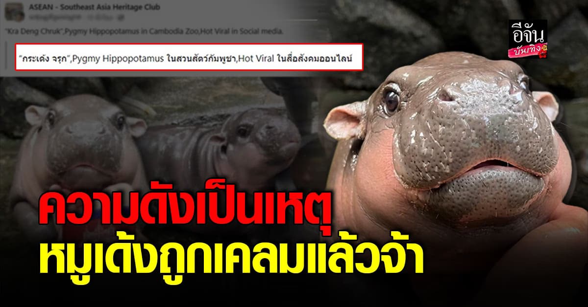 อีกแล้ว! เขมรเคลม รูปหมูเด้ง อ้างเป็นของกัมพูชา