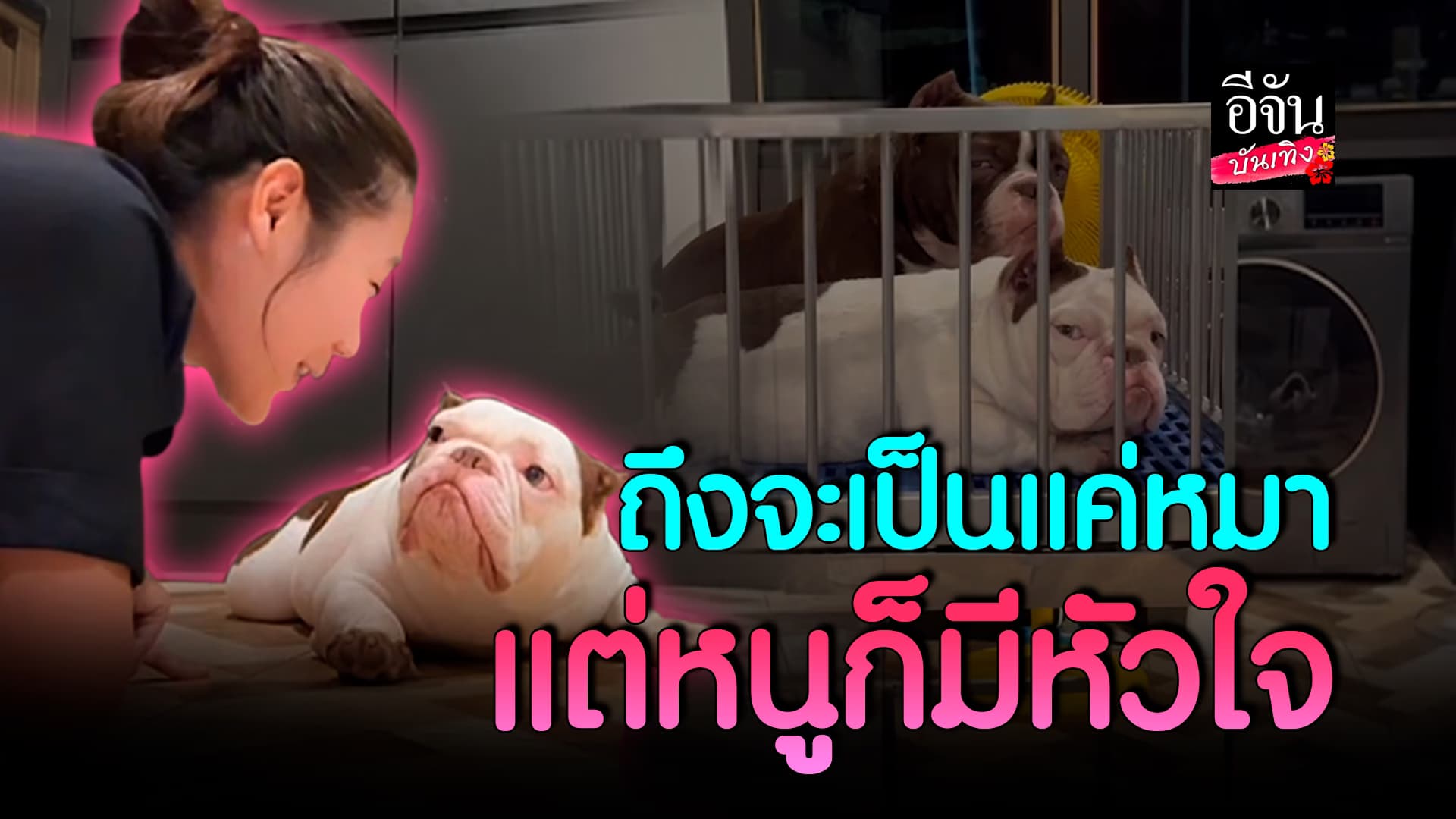 🎬คลิปบันเทิง : เป็นหมาก็มีหัวใจ! เมื่อเจ้าของไปทำงานนอกบ้าน แถมกลับช้า งานนี้ต้องโดนงอน