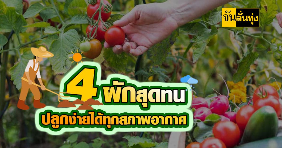 4 ผักสุดทน ปลูกง่าย ได้ทุกสภาพอากาศ