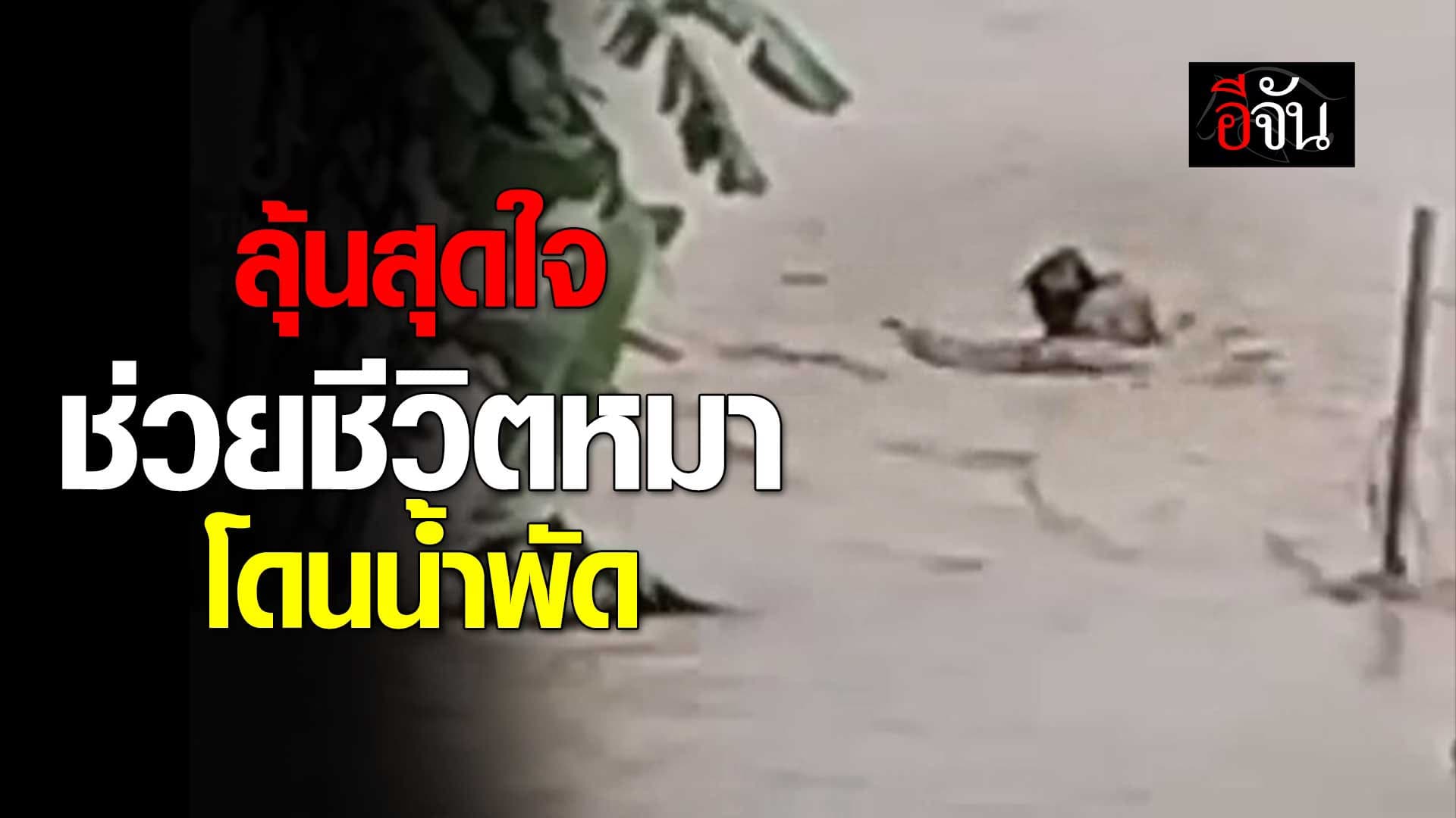 🎬 ช่วยน้องหมา โดนน้ำท่วมพัด