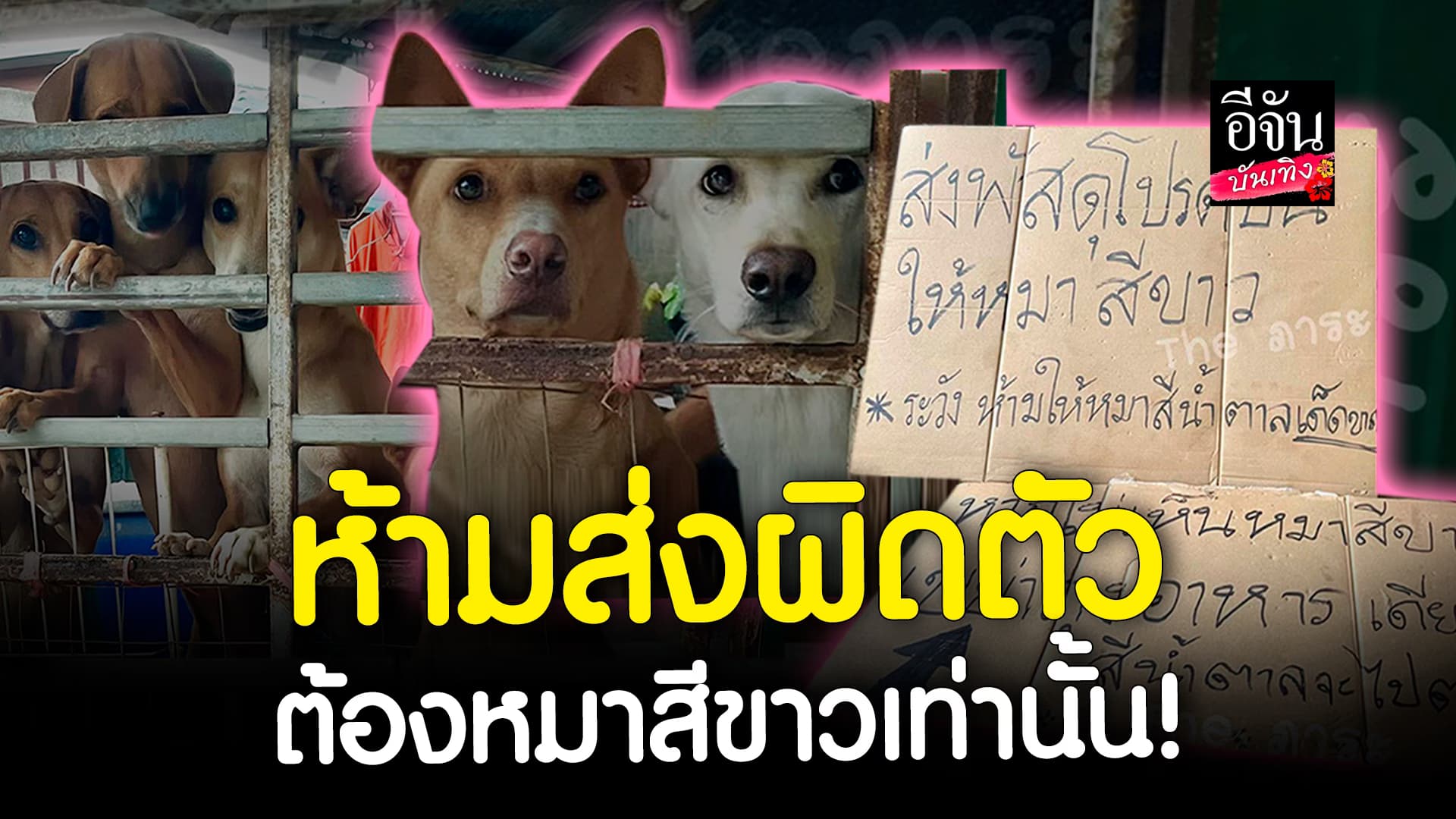 🎬คลิปบันเทิง : บ้านนี้มีกฏ คนส่งพัสดุต้องอ่าน ส่งให้ หมาสีขาว เท่านั้น คนแห่ชมน่าเอ็นดู