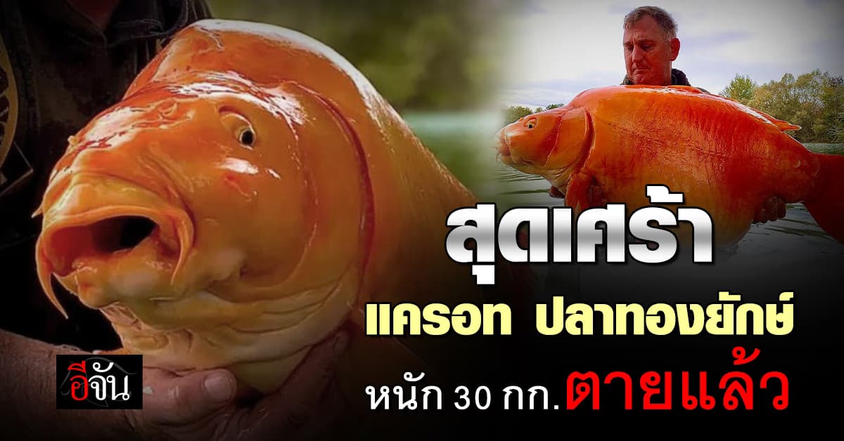 สุดเศร้า แครอท ปลาทองยักษ์ หนัก 30 กก. ยาว 1.2 เมตร ตายแล้ว   