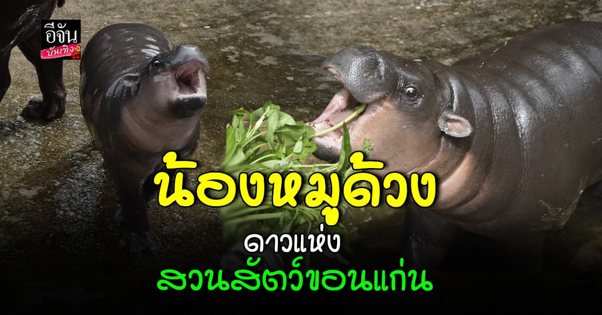เขาเขียวมี น้องหมูเด้ง ขอนแก่นก็มี น้องหมูด้วง เด้อจ้า