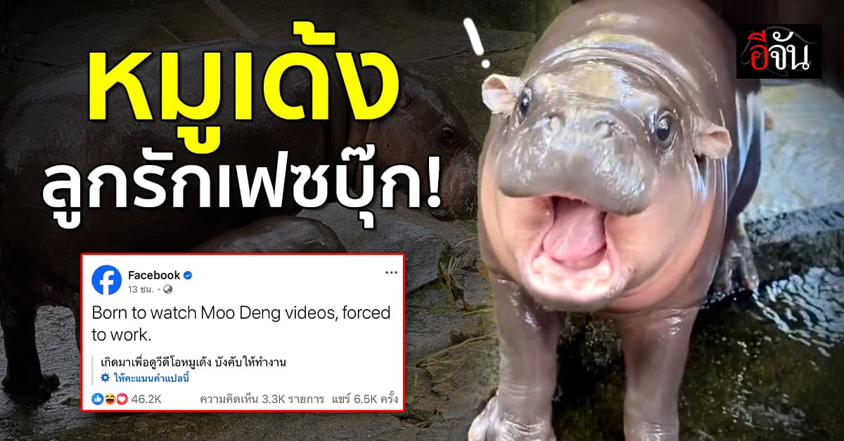 หมูเด้ง ดังไกลถึง Meta! เพจทางการโพสต์ จะดูคลิปแต่ต้องทำงาน