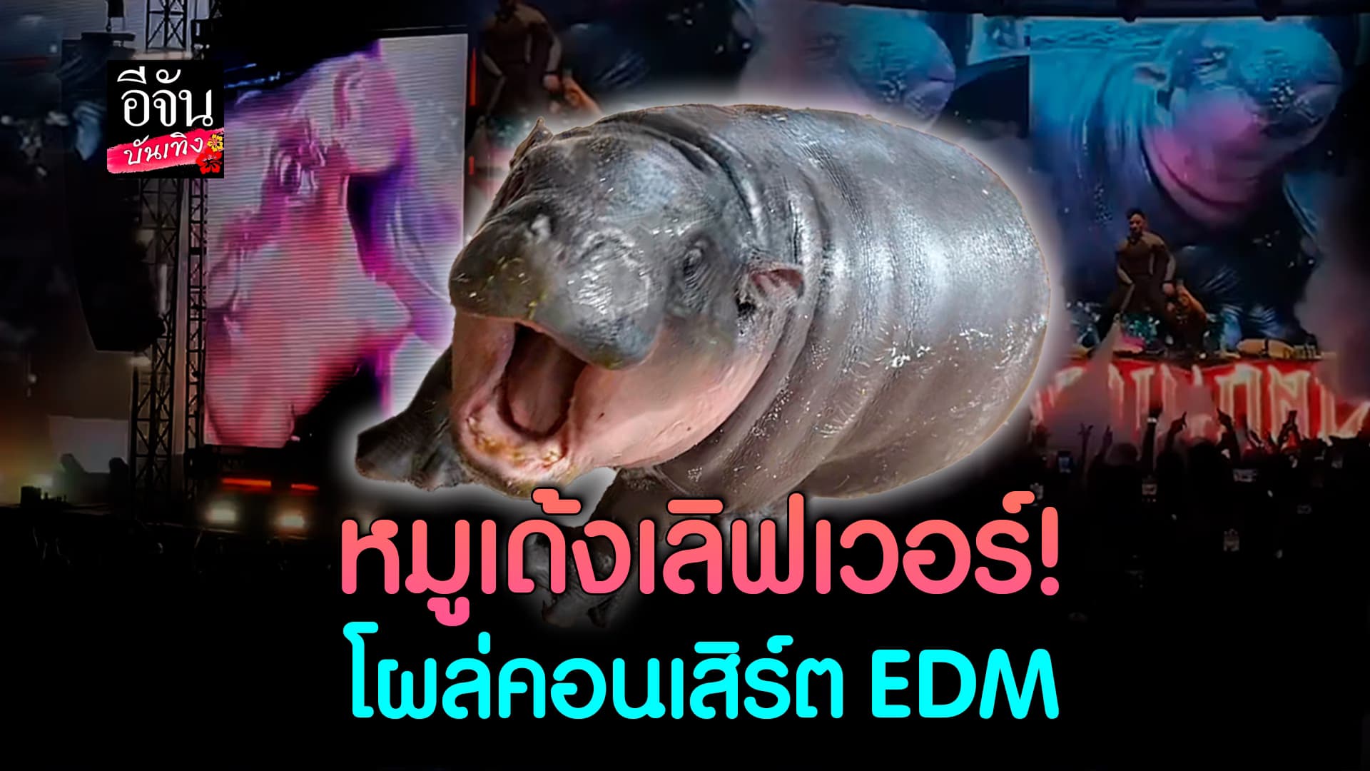 🎬คลิปบันเทิง : หมูเด้ง ฟีเวอร์! ดังจนฉุดไม่อยู่ ล่าสุดโผล่คลับ EDM ที่มาเลเซีย