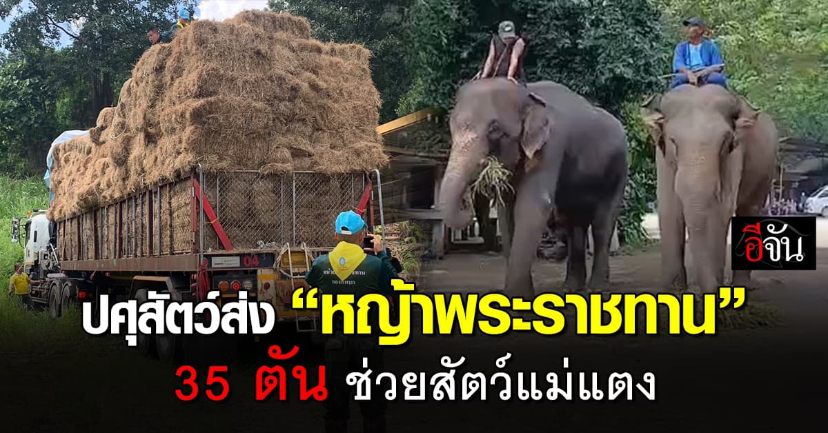 ปศุสัตว์ ส่ง หญ้าพระราชทาน ช่วยช้างประสบภัย เชียงใหม่ 35 ตัน