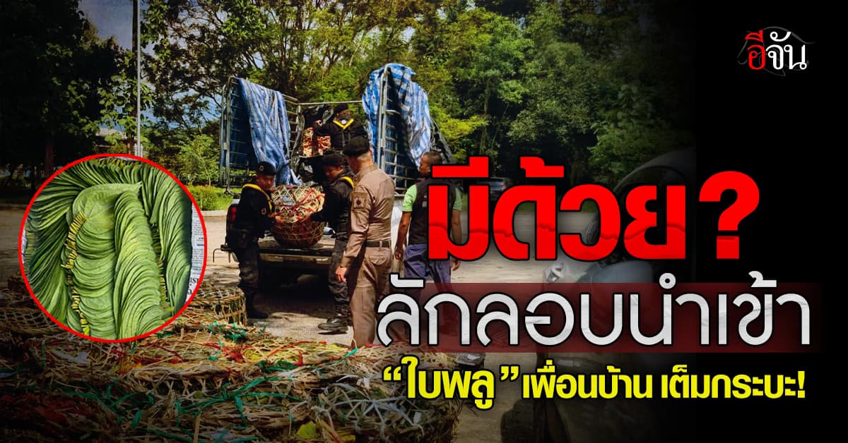 ฉก.พญานาคราช บุกยึด ใบพลู ผิดกฏหมาย เต็มกระบะคอก ลอบนำเข้า จากเพื่อนบ้าน