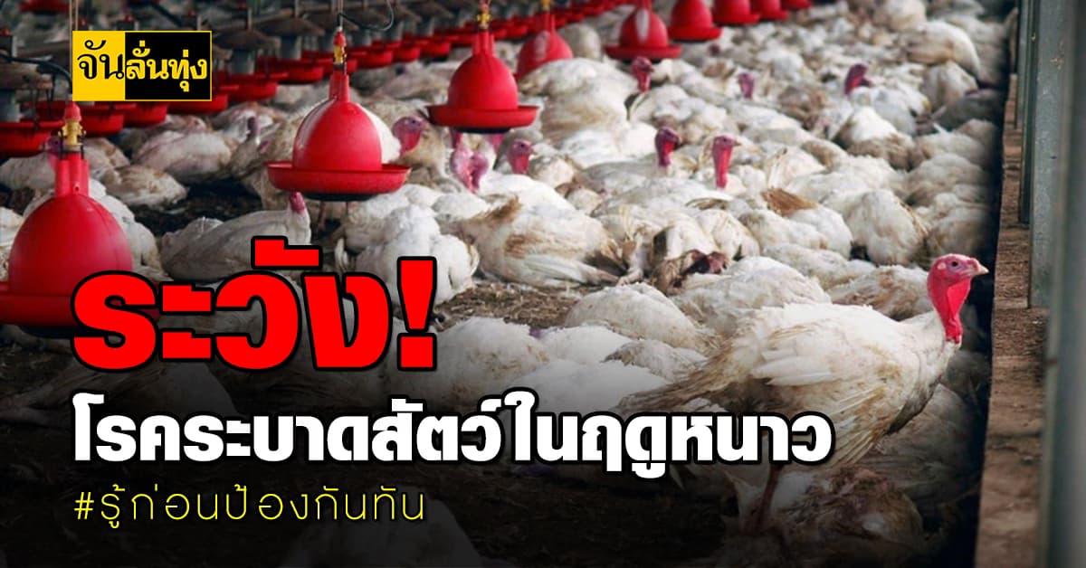 ระวัง! โรคระบาดสัตว์ในฤดูหนาว รู้ก่อนป้องกันทัน