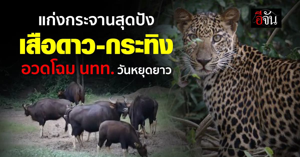 แก่งกระจาน สุดปัง เสือดาว-กระทิง อวดโฉม นักท่องเที่ยว วันหยุดยาว 