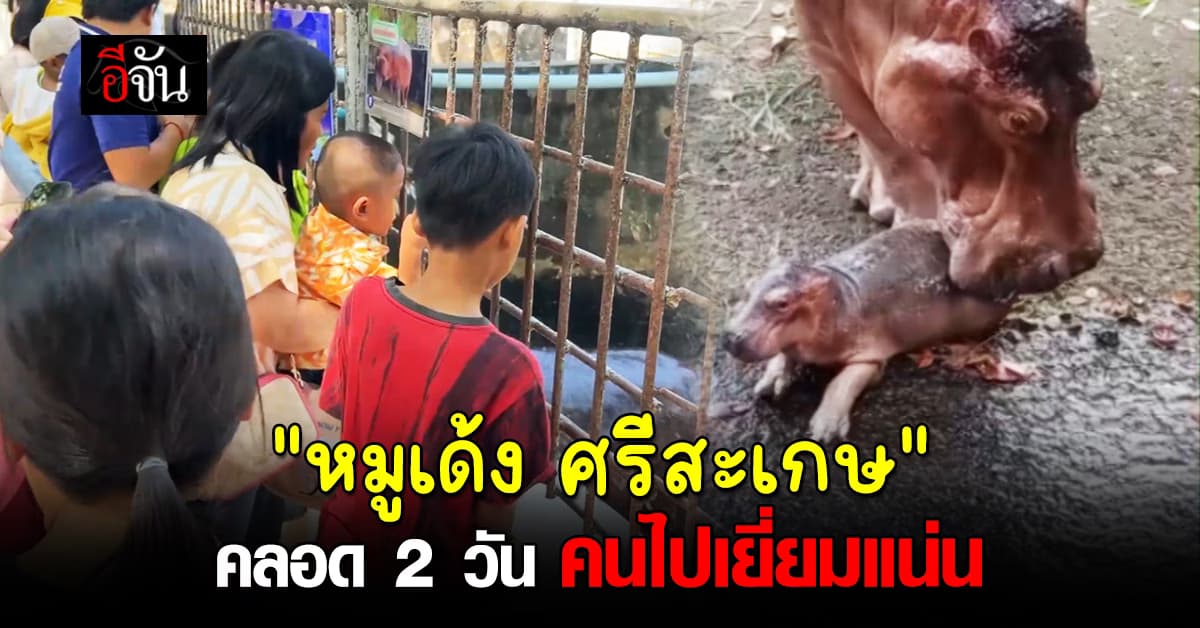 ฮอตเว่อร์ ฮิปโปเกิดใหม่ วันเดียวคนแห่ชม 30,000 แน่นสวนสัตว์ ที่ ศรีสะเกษ