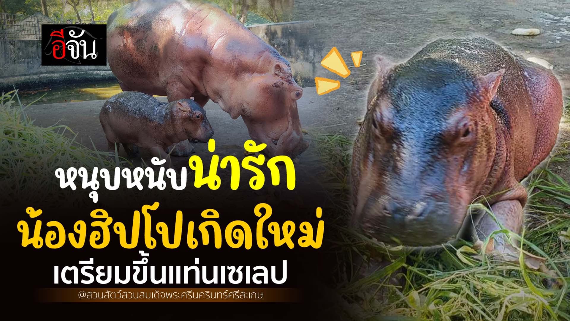 🎬 หนุบหนับน่ารัก น้องฮิโปเกิดใหม่ เตรียมขึ้นแท่นเซเลป