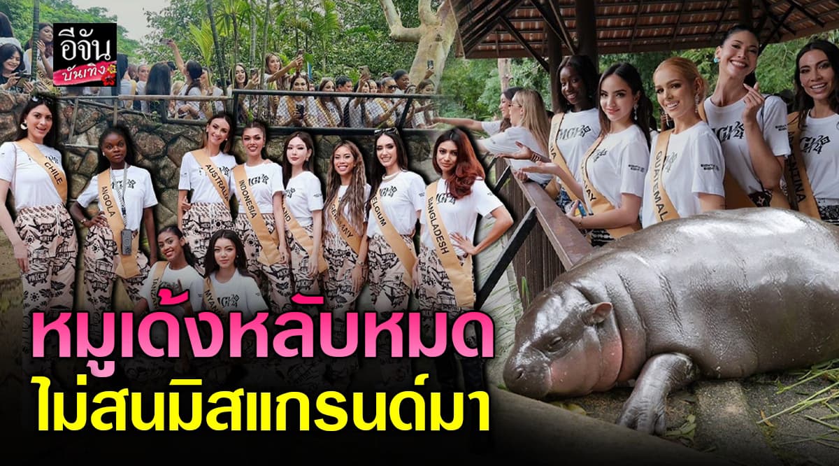 มิสแกรนด์ทั่วโลก ยกขบวน ชมความน่ารัก หมูเด้ง จะเด้งกี่โมง?