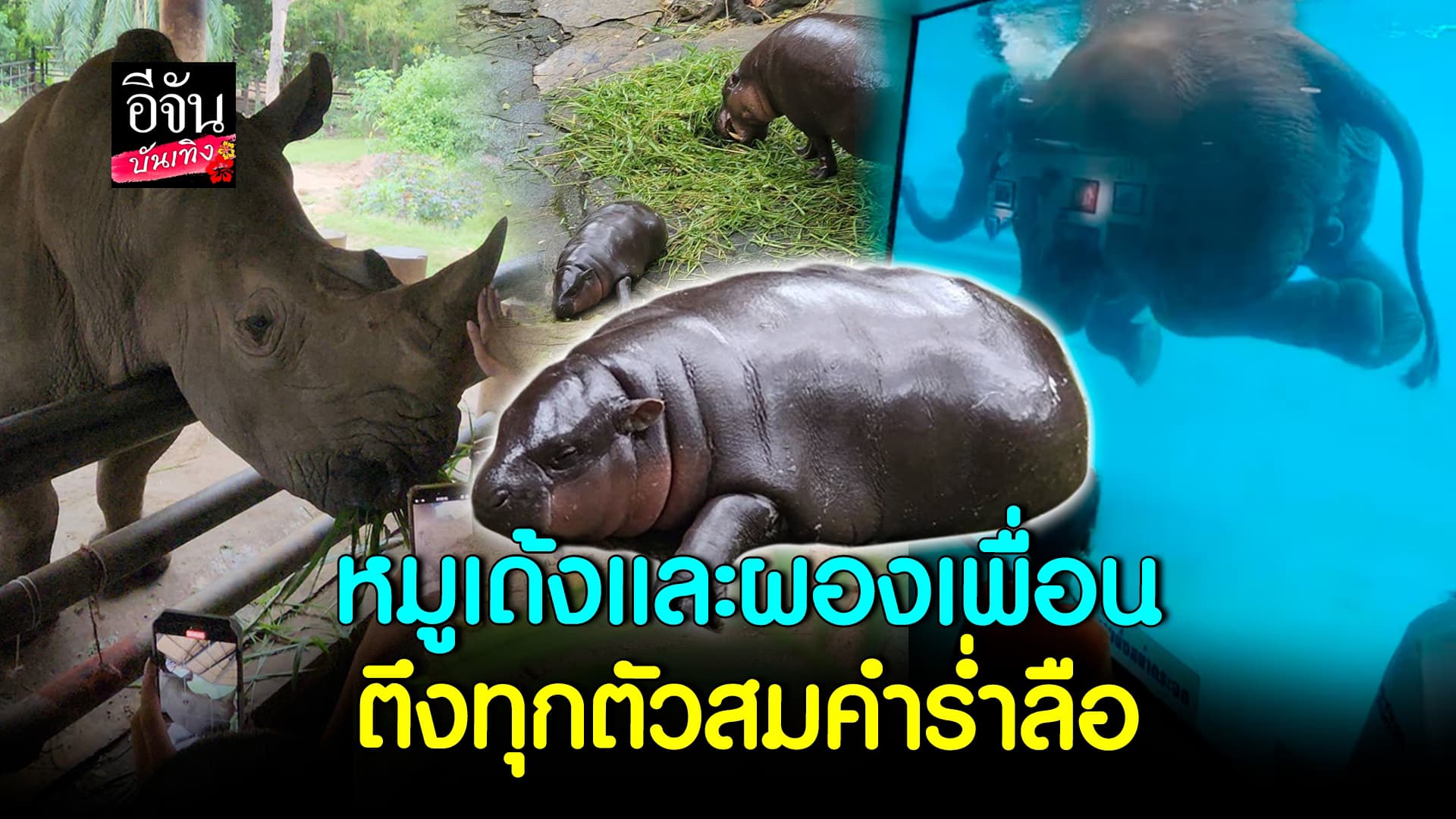 🎬คลิปบันเทิง : หมูเด้ง และผองเพื่อน แห่งสวนสัตว์เปิดเขาเขียว
