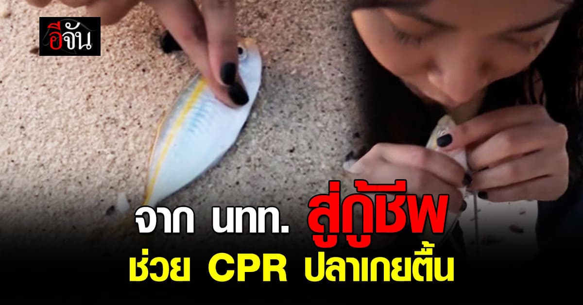 โซเชียลแห่แซว! สาว นทท. กลายเป็นกู้ชีพ ช่วย CPR ปลาเกยตื้น