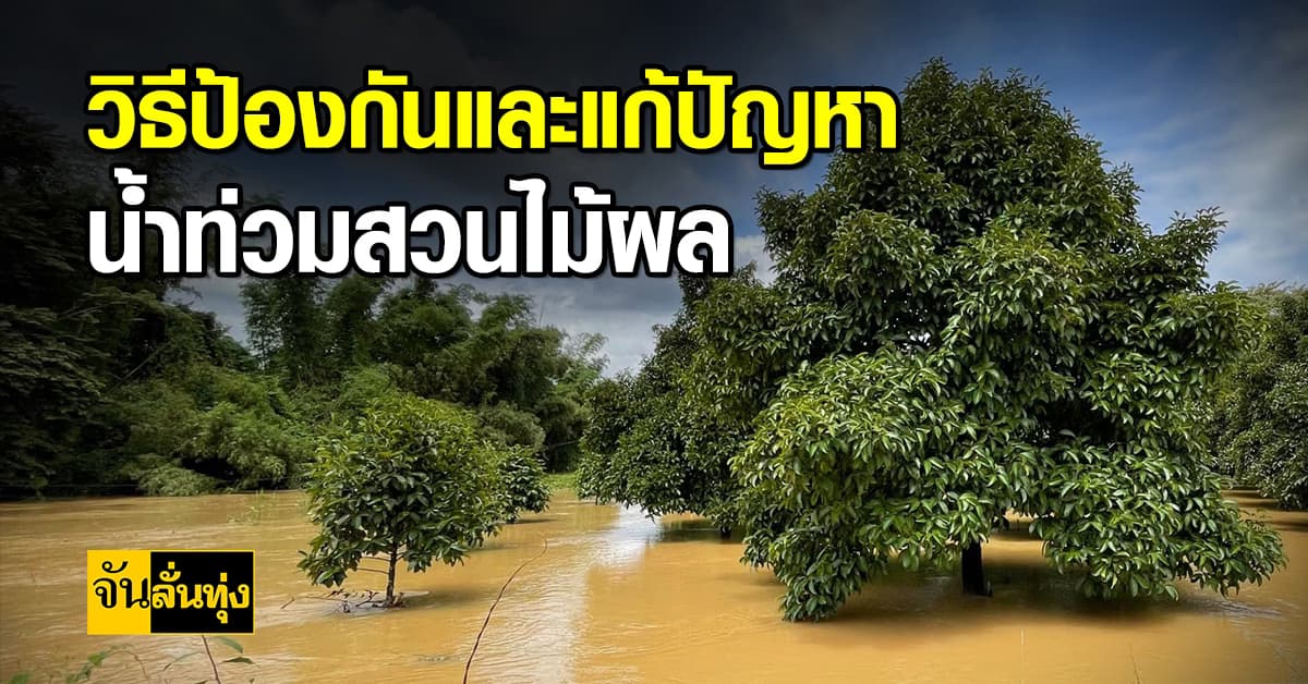 วิธีป้องกันและแก้ปัญหาน้ำท่วมสวนไม้ผล