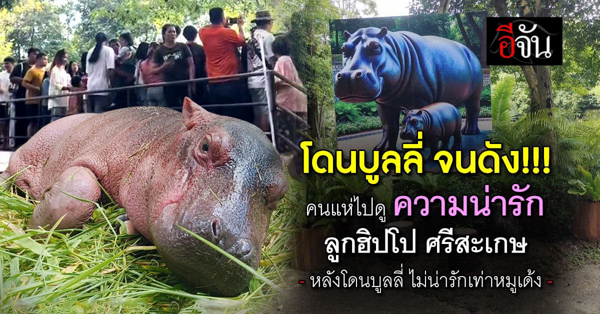 นักท่องเที่ยว แห่ชมความน่ารัก ลูกฮิปโปเกิดใหม่ ศรีสะเกษ หลังโดนบูลลี่ ไม่น่ารักเหมือน หมูเด้ง