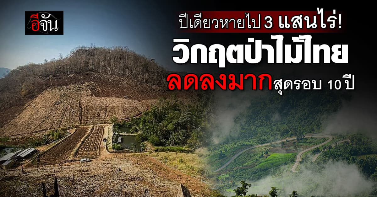 วิกฤตป่าไม้ไทย มูลนิธิสืบนาคะเสถียร เผยข้อมูล ปีเดียวหายไป 3 แสนไร่