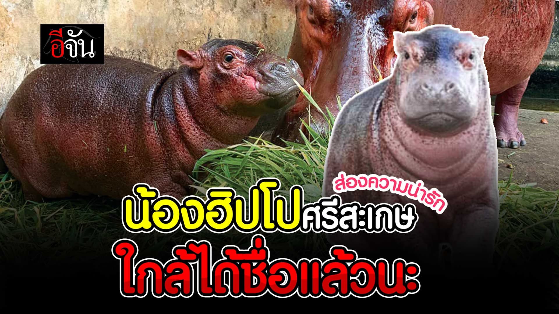 🎬 ส่องความน่ารัก น้องฮิปโปศรีสะเกษ