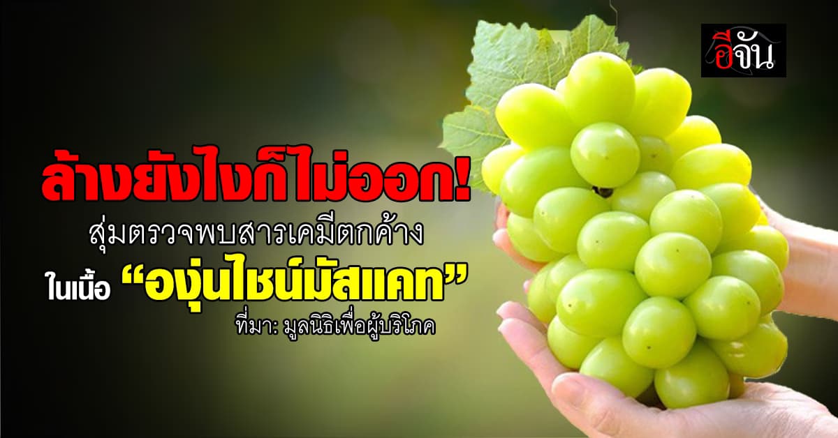 ช็อก! สุ่มตรวจ “องุ่นไชน์มัสแคท” พบสารเคมีตกค้างเกินค่ามาตรฐาน 