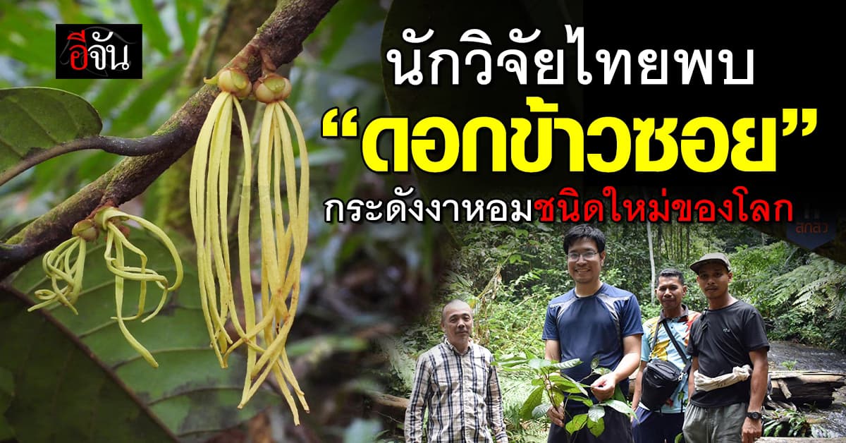 ฮือฮา! นักวิจัย มช. ค้นพบ ดอกข้าวซอย พืชชนิดใหม่ของโลก 