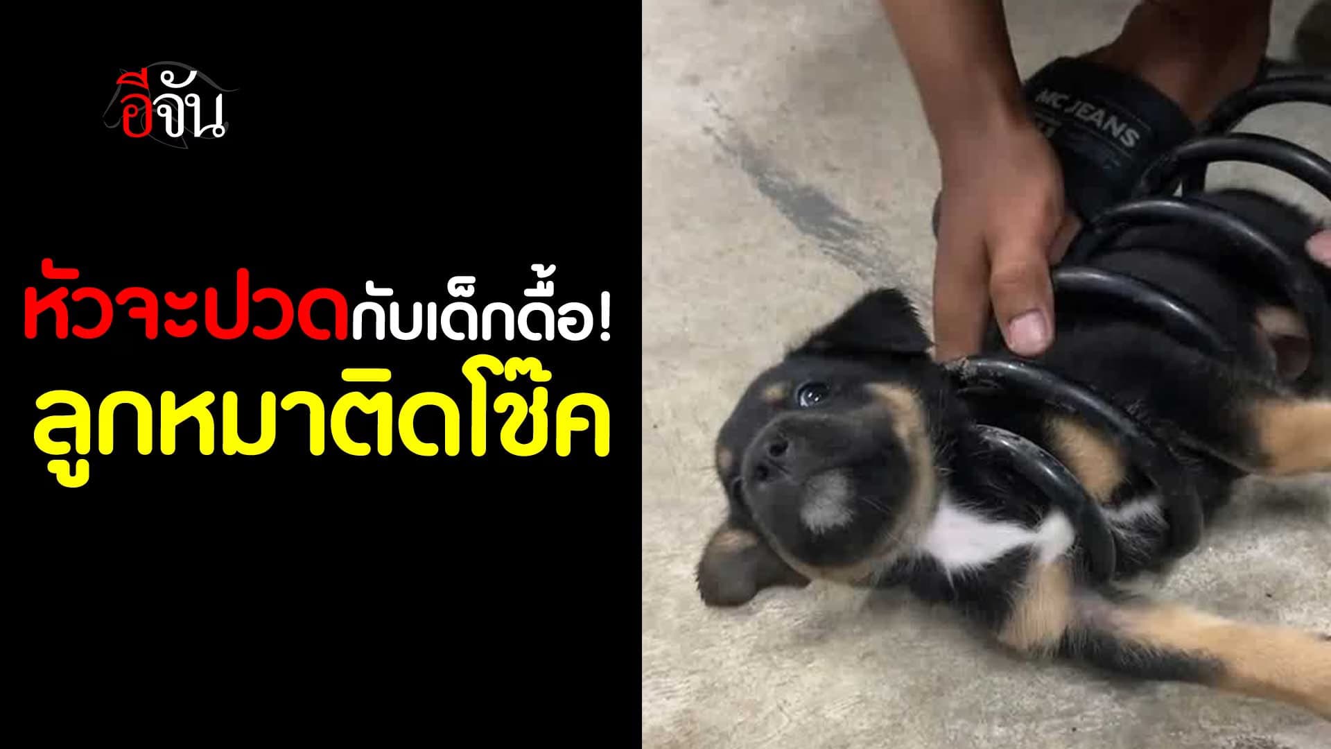 🎬 หัวจะปวด ช่วยลูกหมาติดโช๊ค