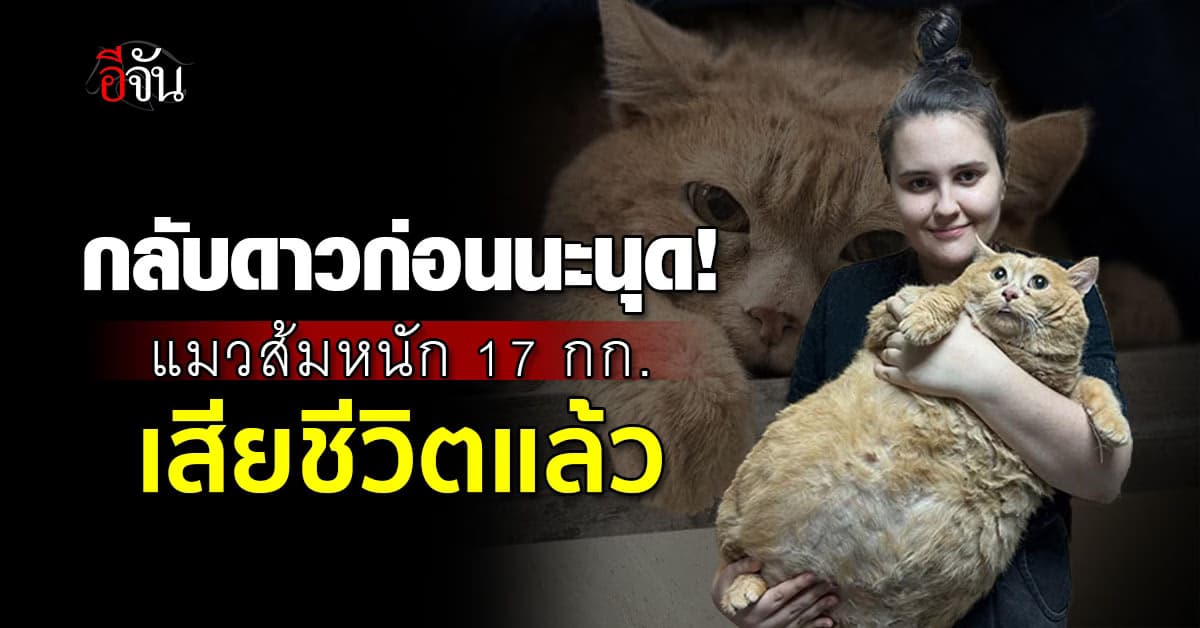 สุดเศร้า แมวส้มหนัก 17 กก. เสียชีวิตแล้ว หลังได้รับการช่วยเหลือเข้าครอสลดน้ำหนัก