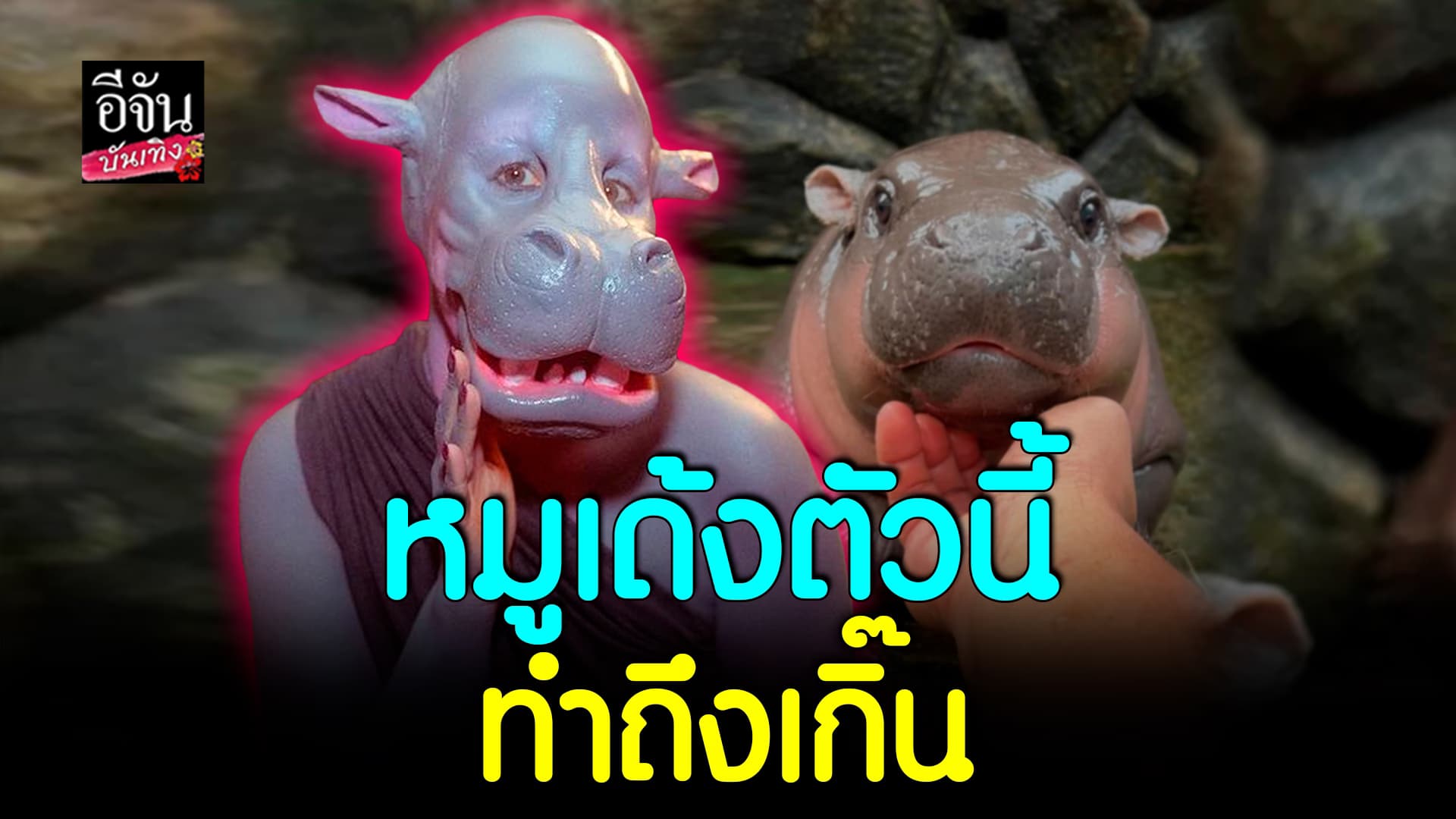 🎬คลิปบันเทิง : ชาวต่างชาติ ทำถึง! แต่งเป็นหมูเด้ง ลงทุนมาก เหมือนเกิ๊น