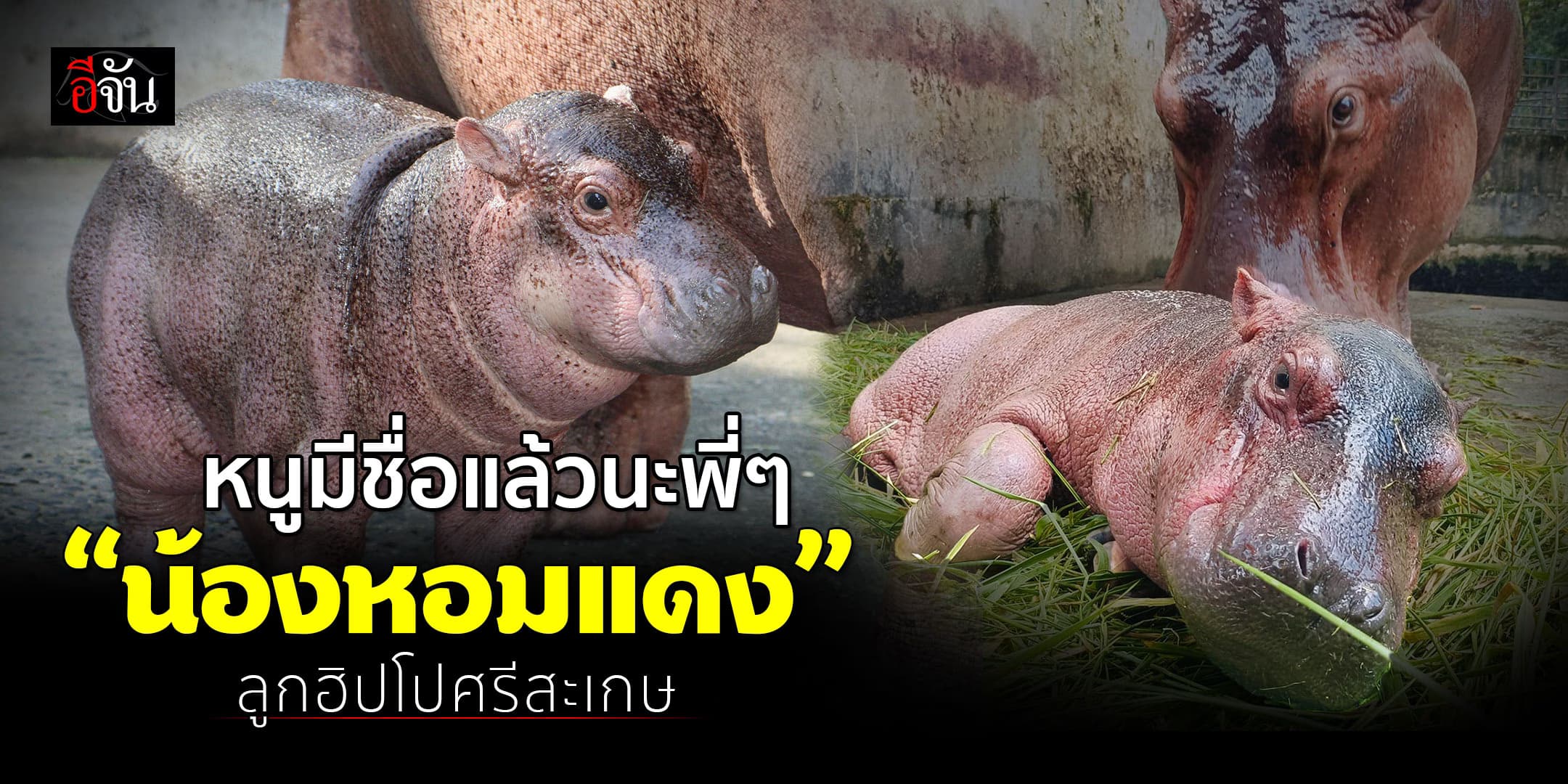 ได้ชื่อแล้ว! ผลโหวตท่วมท้น “น้องหอมแดง” ลูกฮิปโปศรีสะเกษ