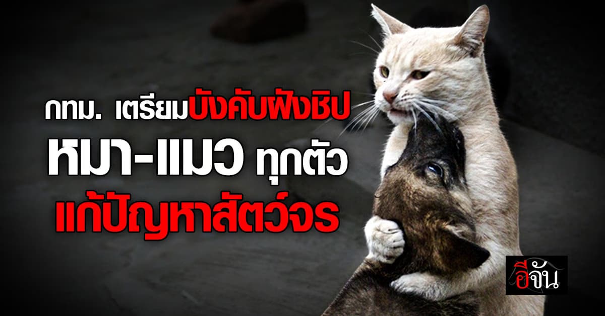 กทม. เตรียมบังคับฝังไมโครชิป หมา แมว ทุกตัว ลดปัญหาสัตว์จร