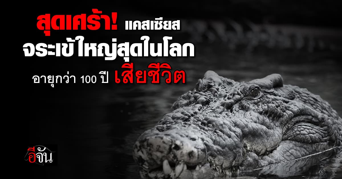 สุดเศร้า แคสเซียส จระเข้ในสถานที่เลี้ยงตัวใหญ่สุดในโลก เสียชีวิตแล้ว  