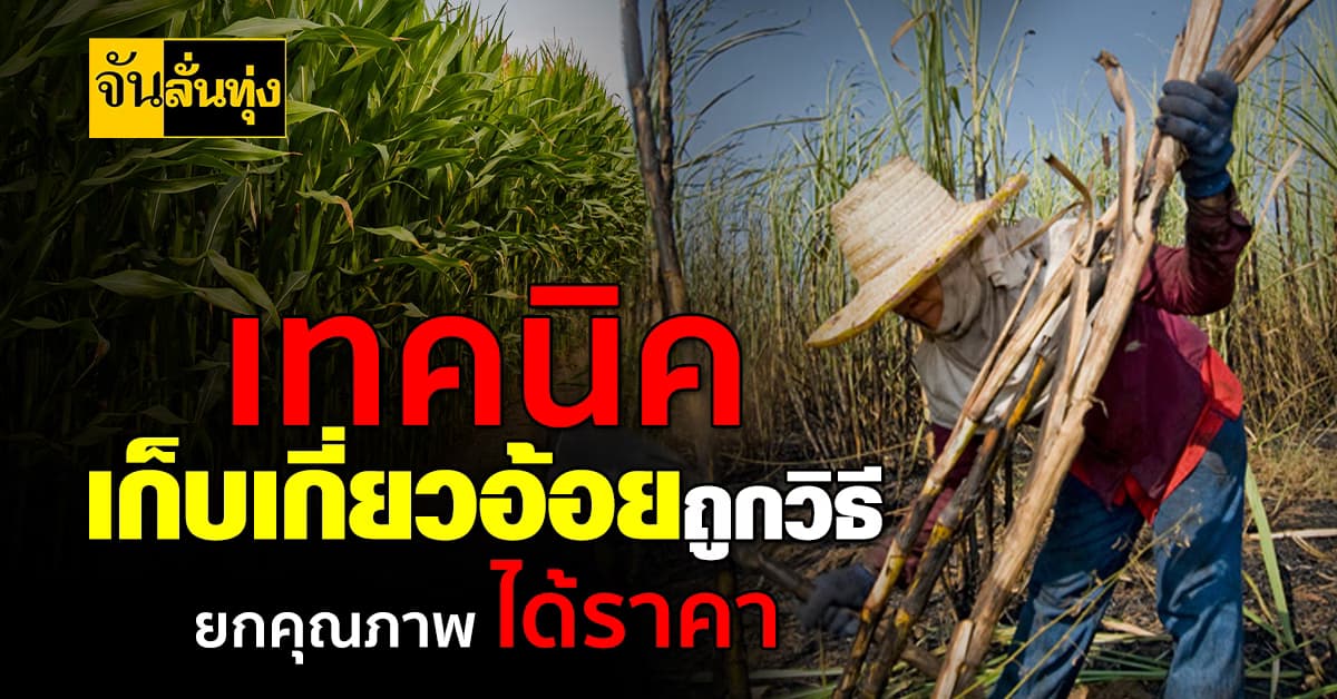 เทคนิคเก็บเกี่ยวอ้อยให้ถูกวิธีเพื่อยกระดับคุณภาพอ้อย ขายได้ราคาดี