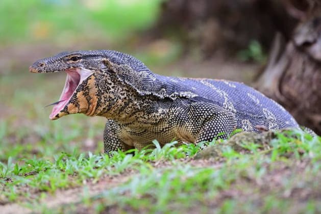 เตรียมปลดล็อก เลี้ยงเหี้ย-นกแอ่นกินรัง เพื่อประโยชน์ทางเศรษฐกิจ